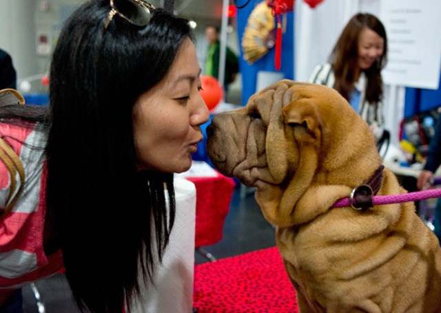 Camp Wrinkles Chinese Shar-Pei AKC/UKC