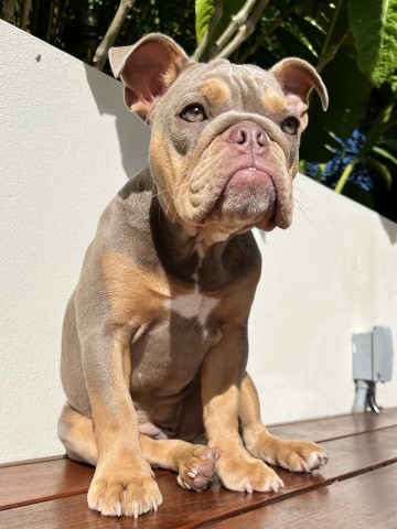 English Bulldog Stud 31190