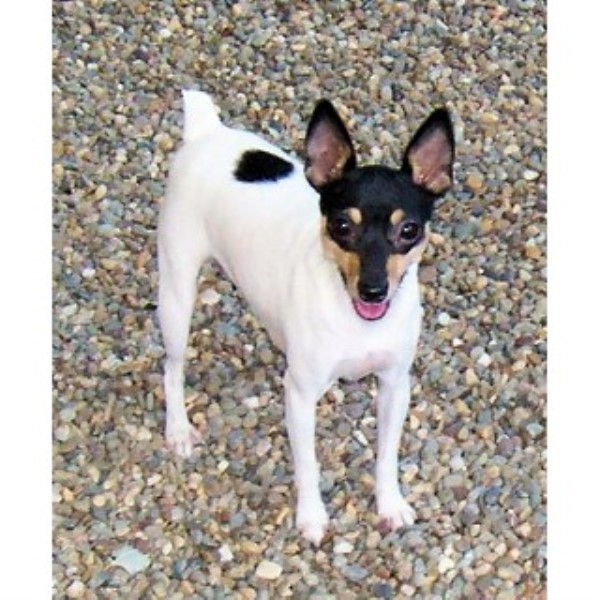 Toy Fox Terrier Breeder 22015