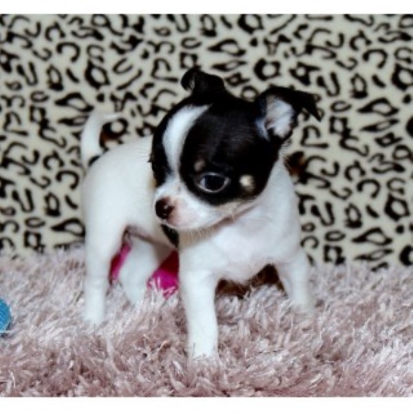 Home of Tiny Chihuahuas (TinyChi), Chihuahua Breeder in