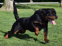 Ronnies Dogs Rottweiler breeder