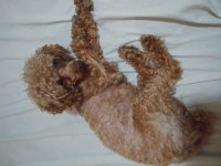 Rose - Poodle Toy Stud