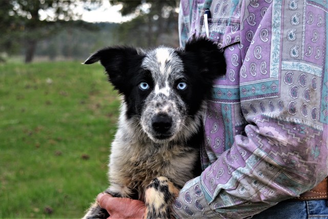 Border Collie Breeder 26074