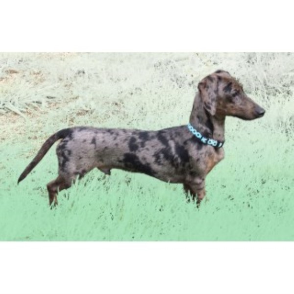 Eridox, Dachshund Stud in Grain Valley, Mo, Missouri