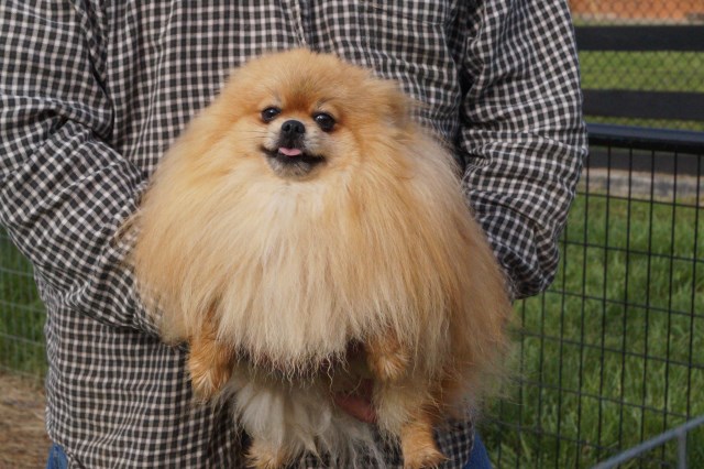 Pomeranian Breeder 25691