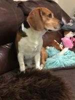 Belinda C. Brown - Beagle Stud