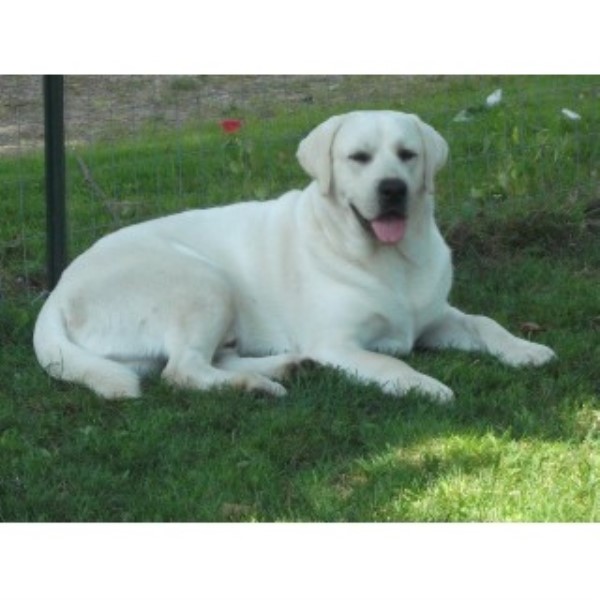 blooded lab puppies for sale in sc ethereal labradors labrador retriever stud in hickory grove south carolina blooded lab puppies for sale in sc ethereal labradors labrador retriever stud in hickory grove south carolina