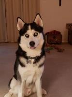 Jennifer Whiddon - Siberian Husky Stud