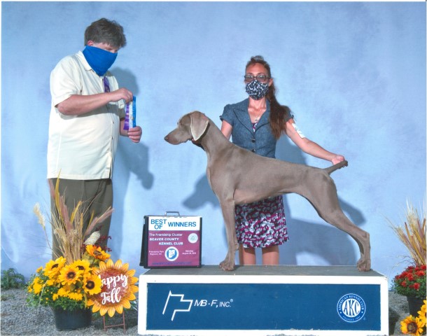 Weimaraner Breeder 28670