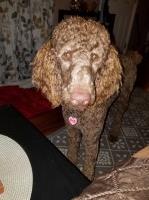 Nammies Poodles & Doodles Poodle Standard breeder