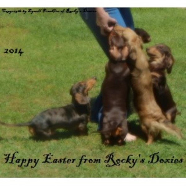 Dachshund Breeder 22462