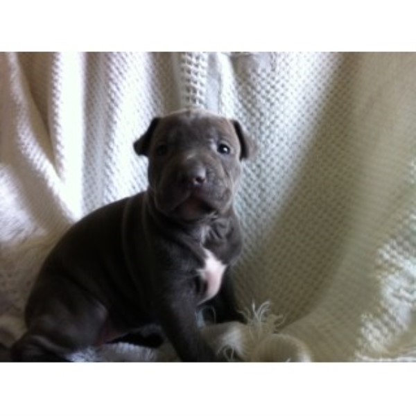 American Pit Bull Terrier Breeder 23815