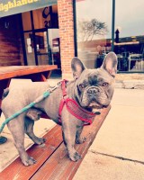 Marissa Cervera- Sir. Bruce - French Bulldog Stud