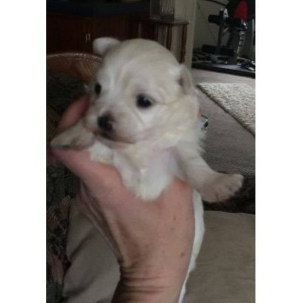 Maltese Breeder 22038