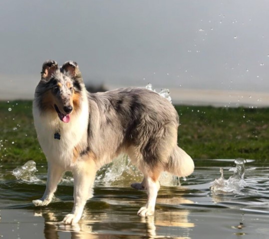Harvest Moon Collies