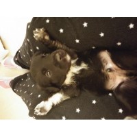 Pitdoodles for Families Poodle Standard breeder