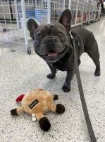 Trista Anderson - French Bulldog Stud