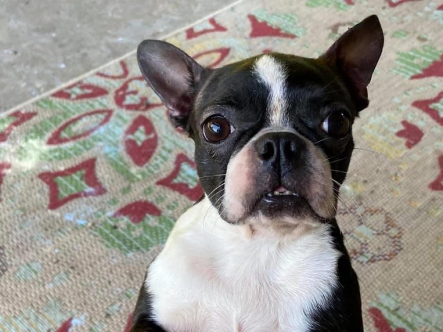 Amanda’s Bostons, Boston Terrier Breeder in Gallipolis, Ohio