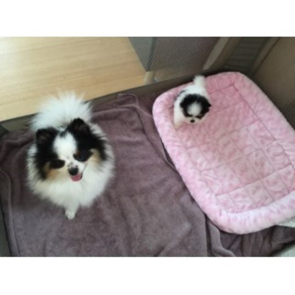 Pomeranian Breeder 25042