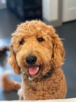Paige Gehrlich - Goldendoodle Stud