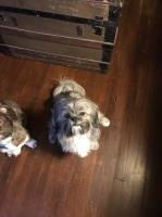 Mandy Hensley - Shih Tzu Stud