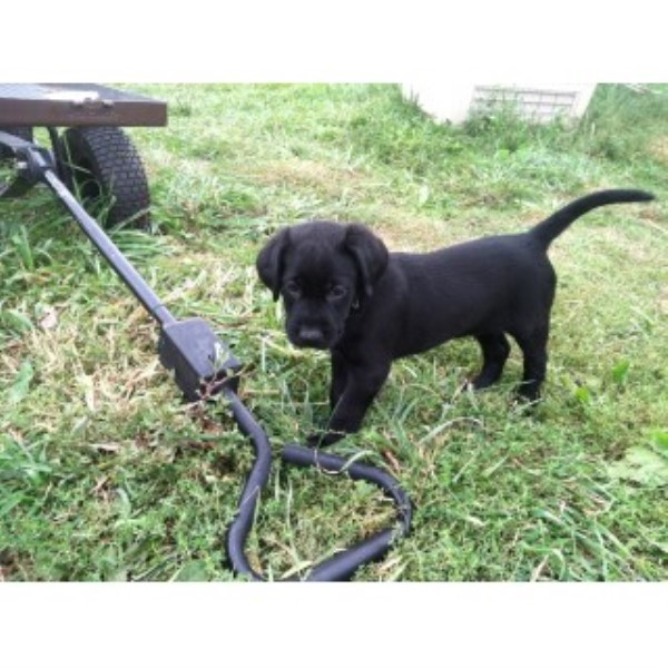 Labrador Retriever Breeder 22524