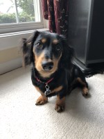 Hanna - Dachshund Stud