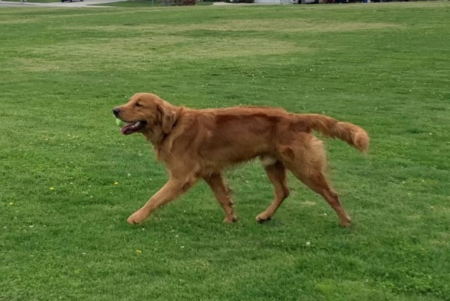 Golden Retriever Stud 30437