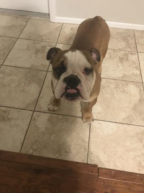 English Bulldog Stud 27169