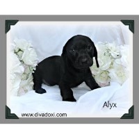 Diva Doxi Dachshund breeder