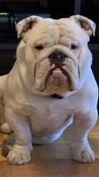 Jose Velasco - English Bulldog Stud