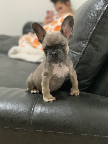 French Bulldog Stud 28413