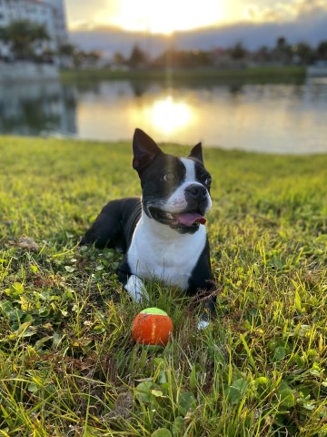 Boston Terrier Stud 28968