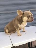 David - French Bulldog Stud