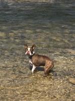 Mike Estrada - Boston Terrier Stud