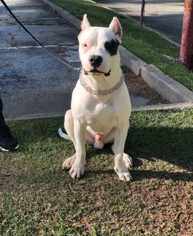 Dogo Argentino Stud 31038
