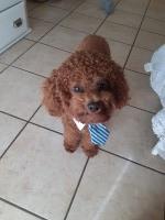 Thyara Almeida - Poodle Miniature Stud