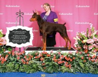 Rachel - Doberman Pinscher Breeder Doberman Pinscher breeder