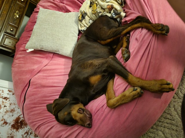 Doberman Pinscher Stud 30858