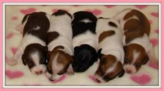 Dachshund Breeder 25368