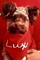 Lux of Love Yorkies