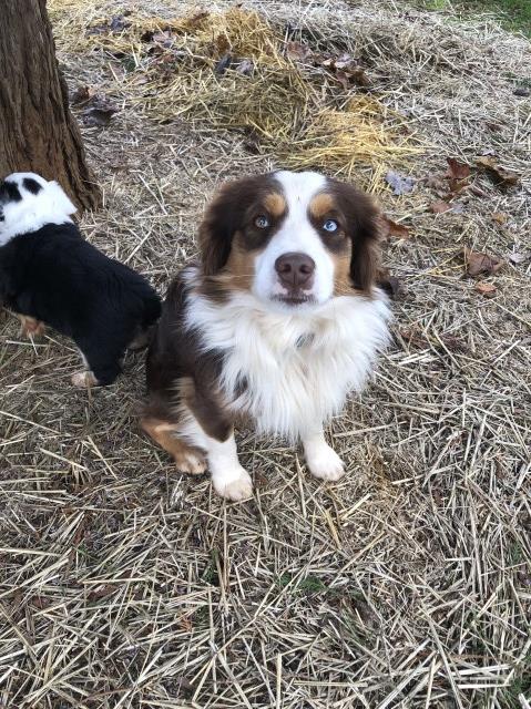 7 Tails Mini Aussies