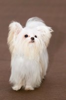 Elegant Tiny Paws Mi Ki breeder