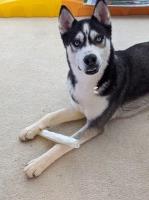 Crystal A - Siberian Husky Stud