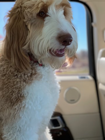 goldendoodle stud dog caroline