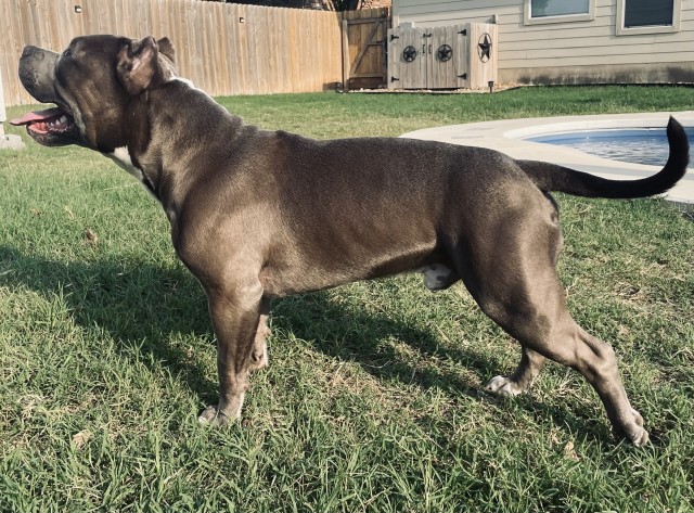 King Kilo Kennels