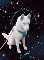 Warburtons Heavenly Kennel