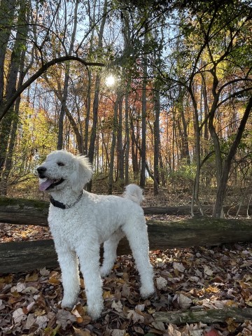 Goldendoodle Stud 30789