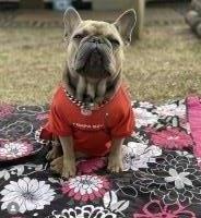 Lisa spears - French Bulldog Stud