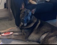 Brittany Alvarado - German Shepherd Dog Stud